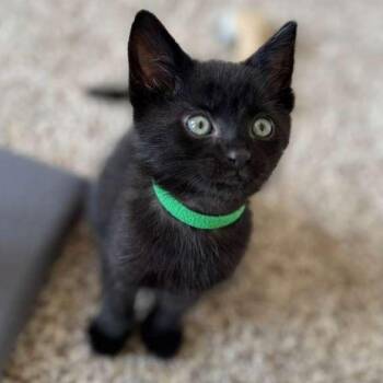 Domestic Short Hair Cats Available for Adoption in Renfrew, Pennsylvania - Rico | PetCurious
