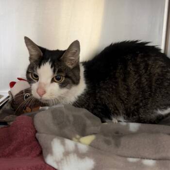 Rescue Domestic Short Hair Cats for Adoption in Columbus, Georgia - 11/14/2025-stray-UrbanAvenue-"Crackers" | PetCurious