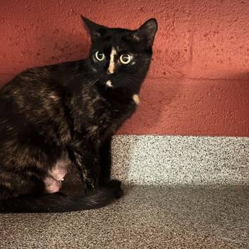 Moma (Samantha) -  Domestic Short Hair Cat for Adoption in Sarasota, Florida - Moma (Samantha) | PetCurious