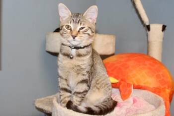 HEROLD -  Domestic Short Hair and Tabby Cat for Adoption in Brazil, Indiana - HEROLD | PetCurious