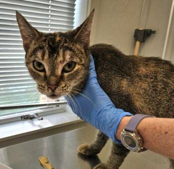 Sephora -  Domestic Short Hair Cat for Adoption in Lafayette, Indiana - Sephora | PetCurious
