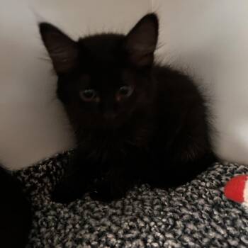 Domestic Medium Hair Cats Available for Adoption - Roo | PetCurious