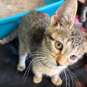 Aviana -  Domestic Short Hair Cat for Adoption in South Elgin, Illinois - Aviana | PetCurious