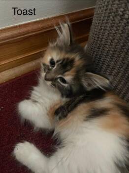 Toast -  Domestic Short Hair Cat for Adoption in Johnson City, Tennessee - Toast | PetCurious
