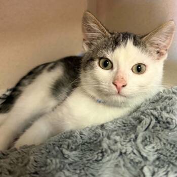 Allen 260594 -  Domestic Short Hair Cat for Adoption in Gladstone, Michigan - Allen 260594 | PetCurious