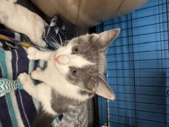 Toot -  Domestic Short Hair Cat for Adoption in Louisville, Kentucky - Toot | PetCurious