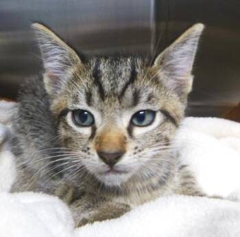 Floyd -  Domestic Short Hair Cat for Adoption in Lafayette, Louisiana - Floyd | PetCurious