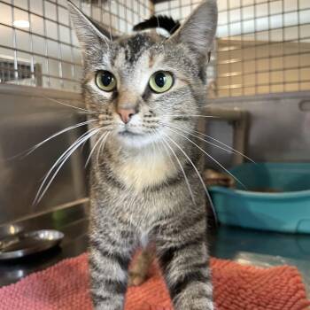 Domestic Short Hair Cats Available for Adoption in South Haven, Michigan - Floam | PetCurious