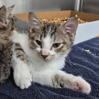 Tommy -  Domestic Short Hair Cat for Adoption - Tommy | PetCurious