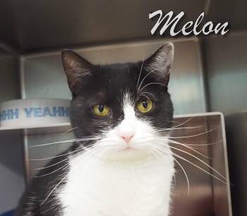 Rescue Domestic Short Hair Cats for Adoption in Middle Township, New Jersey - Melon | PetCurious