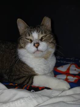 Rescue American Shorthair Cats for Adoption in Nutley, New Jersey - Clyde | PetCurious