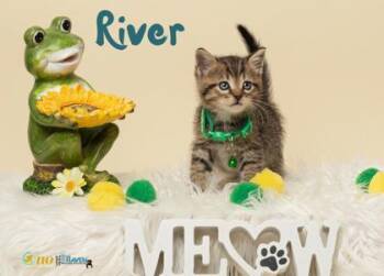 Domestic Medium Hair and Domestic Short Hair Cats Available for Adoption in Fairhope, Alabama - River | PetCurious