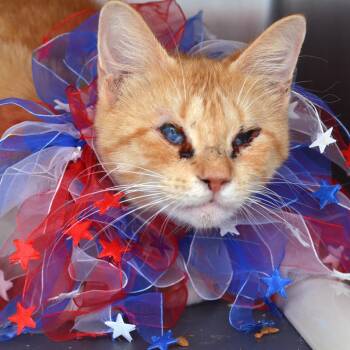 Domestic Short Hair and Tiger Cats Available for Adoption in Sanford, Florida - Jinora | PetCurious