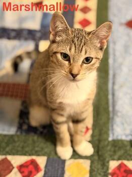 Marshmallow -  Torbie and Tabby Cat for Adoption in Billerica, Massachusetts - Marshmallow | PetCurious