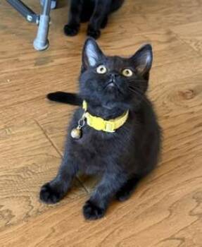 Star - A Little Black Beauty with a Heart Full of Love -  Domestic Short Hair Cat for Adoption in Prescott, Arizona - Star - A Little Black Beauty With A Heart Full Of Love | PetCurious