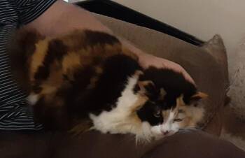 Calico and Domestic Long Hair Cats Available for Adoption in Deltona, Florida - Kiara | PetCurious