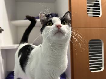 Cow Spot -  Domestic Short Hair Cat for Adoption in Wellesley, Massachusetts - Cow Spot | PetCurious