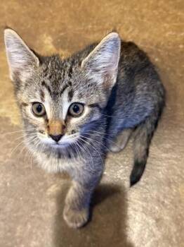 Domestic Short Hair Cats Available for Adoption in Fort Collins, Colorado - Puffin | PetCurious