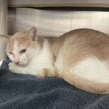 Beaches -  Domestic Short Hair Cat for Adoption in Philadelphia, Pennsylvania - Beaches | PetCurious