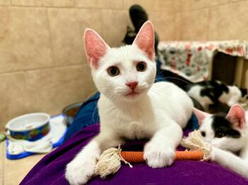 Rescue Domestic Short Hair Cats for Adoption in Irondequoit, New York - PB | PetCurious