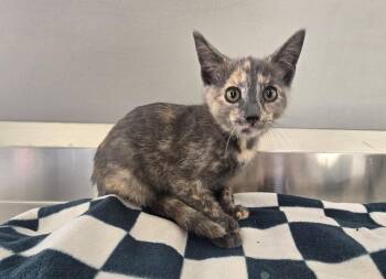 Paige -  Domestic Short Hair Cat for Adoption in Dickson, Tennessee - Paige | PetCurious