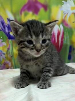 Domestic Short Hair Cats Available for Adoption in San Antonio, Texas - Neptune | PetCurious