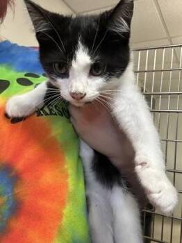 Terakota -  Domestic Short Hair Cat for Adoption in Cincinnati, Ohio - Terakota | PetCurious
