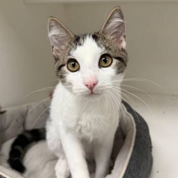 Ali -  Domestic Short Hair Cat for Adoption in Stillwater, Oklahoma - Ali | PetCurious