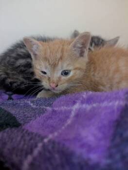 Rescue Domestic Short Hair Cats for Adoption in Chamblee, Georgia - Bumbles | PetCurious