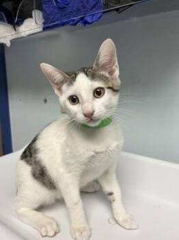 Mochi -  Domestic Short Hair Cat for Adoption in Largo, Florida - Mochi | PetCurious