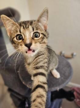 Number 5 -  Domestic Short Hair Cat for Adoption in San Antonio, Texas - Number 5 | PetCurious