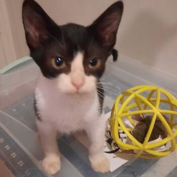 American Shorthair Cats Available for Adoption - Stripe | PetCurious