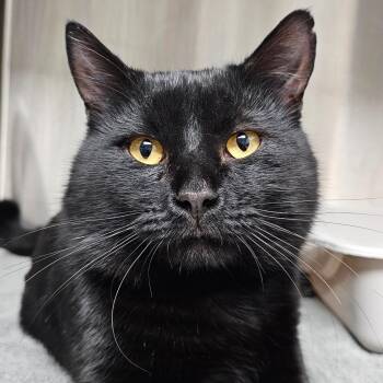 Domestic Short Hair Cats Available for Adoption - Mr. Bean | PetCurious