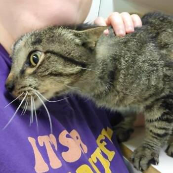 Sal -  Domestic Short Hair Cat for Adoption in Columbia, Missouri - Sal | PetCurious
