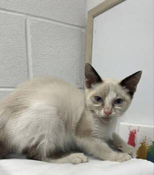 Chaz (Coming the 31st) -  Domestic Short Hair and Siamese Cat for Adoption in Gainesville, Virginia - Chaz (Coming The 31st) | PetCurious