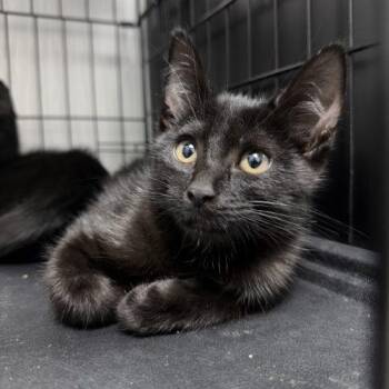 Jacen -  Domestic Short Hair Cat for Adoption in Edmond, Oklahoma - Jacen | PetCurious