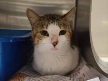 Angel Fish -  Domestic Short Hair Cat for Adoption in Golden Valley, Minnesota - Angel Fish | PetCurious