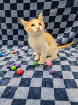 Swish -  Domestic Short Hair Cat for Adoption in Raleigh, North Carolina - Swish | PetCurious
