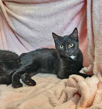 Sheldon -  Domestic Short Hair Cat for Adoption in Wading River, New York - Sheldon | PetCurious
