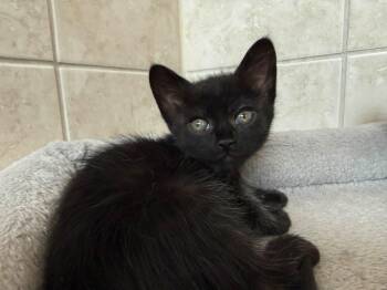 Domestic Short Hair Cats Available for Adoption in Orlando, Florida - Bonnie | PetCurious