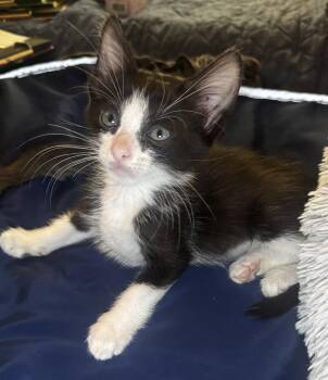 Shenanigan -  Domestic Short Hair Cat for Adoption in Seal Beach, California - Shenanigan | PetCurious