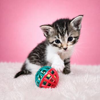 Rosie -  Domestic Medium Hair Cat for Adoption in Newport, Tennessee - Rosie | PetCurious