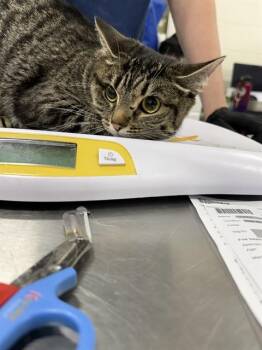 Domestic Short Hair Cats Available for Adoption - YANA | PetCurious