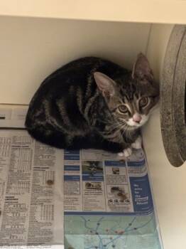 Rescue Domestic Short Hair Cats for Adoption in Chamblee, Georgia - Crunchy | PetCurious