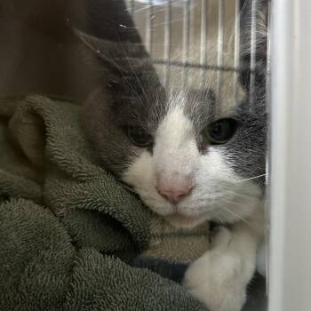 Domestic Short Hair Cats Available for Adoption in Bristol, Indiana - Callum: Working Cat, Adoption Fee Waived! | PetCurious