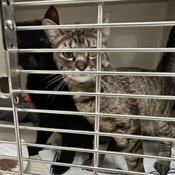 Pearl -  Domestic Short Hair and Mixed Breed Cat for Adoption in Durango, Colorado - Pearl | PetCurious