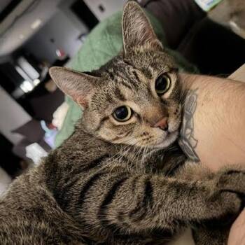 Domestic Short Hair Cats Available for Adoption - Spirit | PetCurious