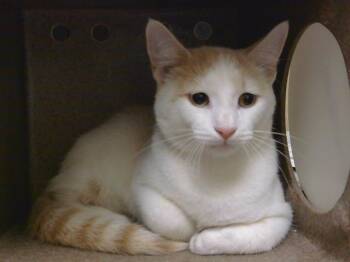 MEA PUHI -  Domestic Short Hair Cat for Adoption in Cookeville, Tennessee - MEA PUHI | PetCurious