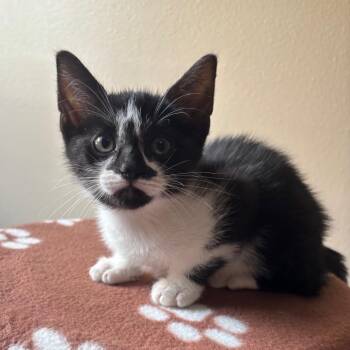 Maryweather -  Domestic Short Hair Cat for Adoption in NEW PT RICHEY, Florida - Maryweather | PetCurious