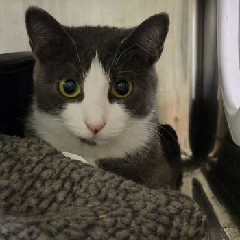 Rescue Tuxedo and Domestic Short Hair Cats for Adoption in Marietta, Ohio - Mrs. Thumbs (Spayed) (Bonded Pair W/Weebles) | PetCurious